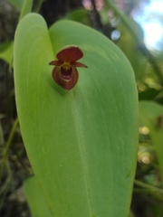 Pleurothallis cardiothallis