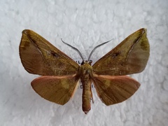 Omiza lycoraria