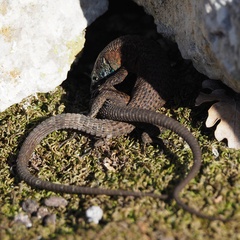 Algyroides nigropunctatus