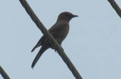Oenanthe fusca