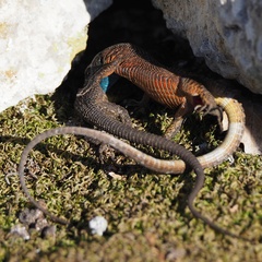 Algyroides nigropunctatus