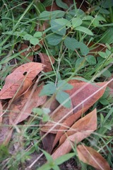 Macroptilium atropurpureum