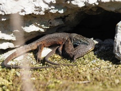 Algyroides nigropunctatus