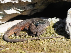 Algyroides nigropunctatus