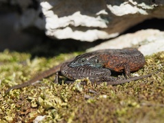 Algyroides nigropunctatus
