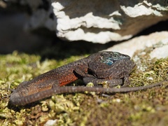 Algyroides nigropunctatus