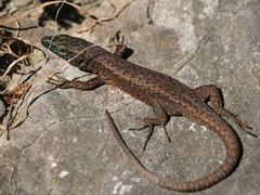 Algyroides nigropunctatus