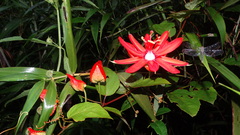 Passiflora coccinea