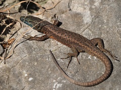 Algyroides nigropunctatus