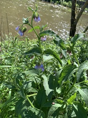 Symphytum caucasicum