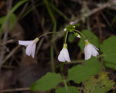 Cardamine californica