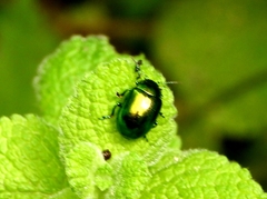 Chrysolina herbacea