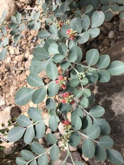 Indigofera tinctoria