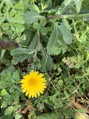 Calendula arvensis