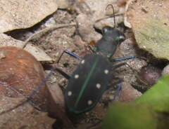 Cicindela flavomaculata