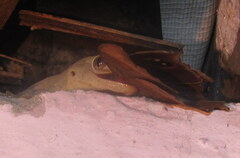 Hemidactylus flaviviridis