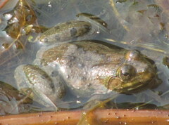 Euphlyctis cyanophlyctis