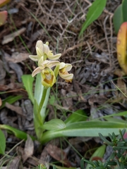 Ophrys tenthredinifera