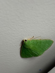 Eulepidotis viridissima