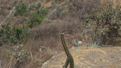 Corryocactus erectus