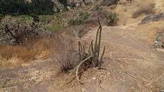 Corryocactus erectus