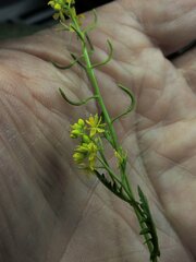 Rorippa curvisiliqua