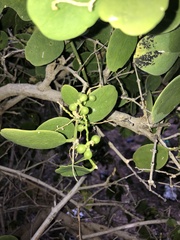 Salvadora