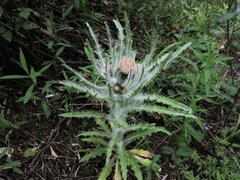 Cirsium foliosum