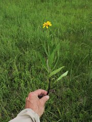 Arnica chamissonis