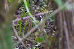 Micrastur semitorquatus