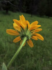 Arnica chamissonis