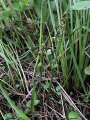 Botrychium michiganense