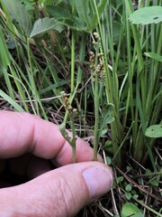 Botrychium michiganense