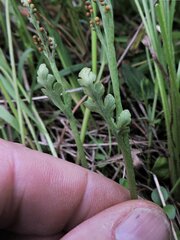 Botrychium michiganense