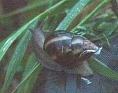 Lissachatina fulica