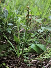 Botrychium michiganense