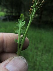 Botrychium michiganense