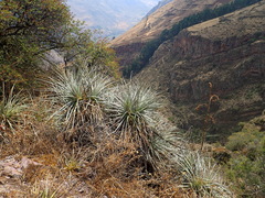 Puya ferruginea