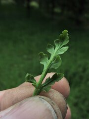 Botrychium michiganense