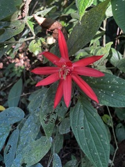 Passiflora vitifolia