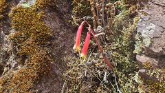 Eustephia coccinea