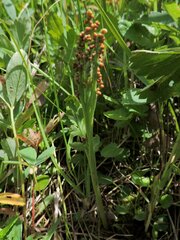 Botrychium michiganense