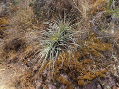 Puya ferruginea