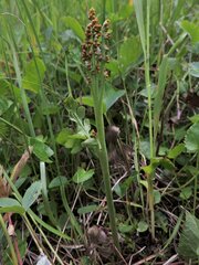 Botrychium michiganense