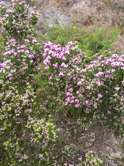 Erica umbellata