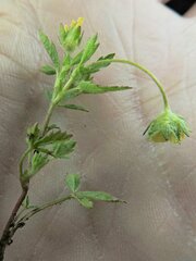 Potentilla biennis