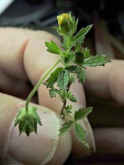 Potentilla biennis