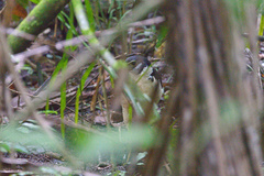 Micrastur semitorquatus