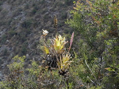 Tillandsia walteri