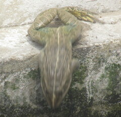 Euphlyctis hexadactyla